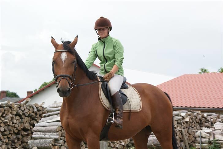 Anden særlig race Chayenne billede 6