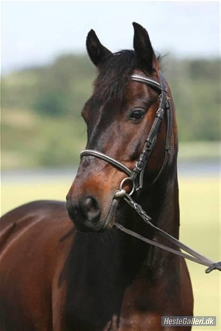 Anden særlig race Kompis  * gammel part* - smukke Kompis nr1 billede 1