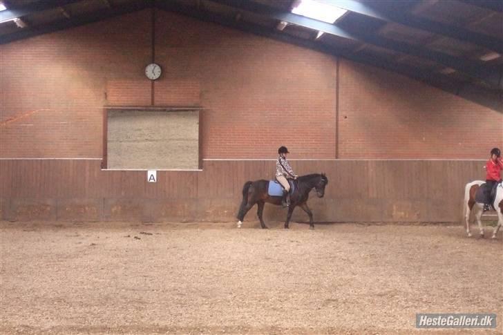 Anden særlig race Kompis  * gammel part* - nr3 billede 3