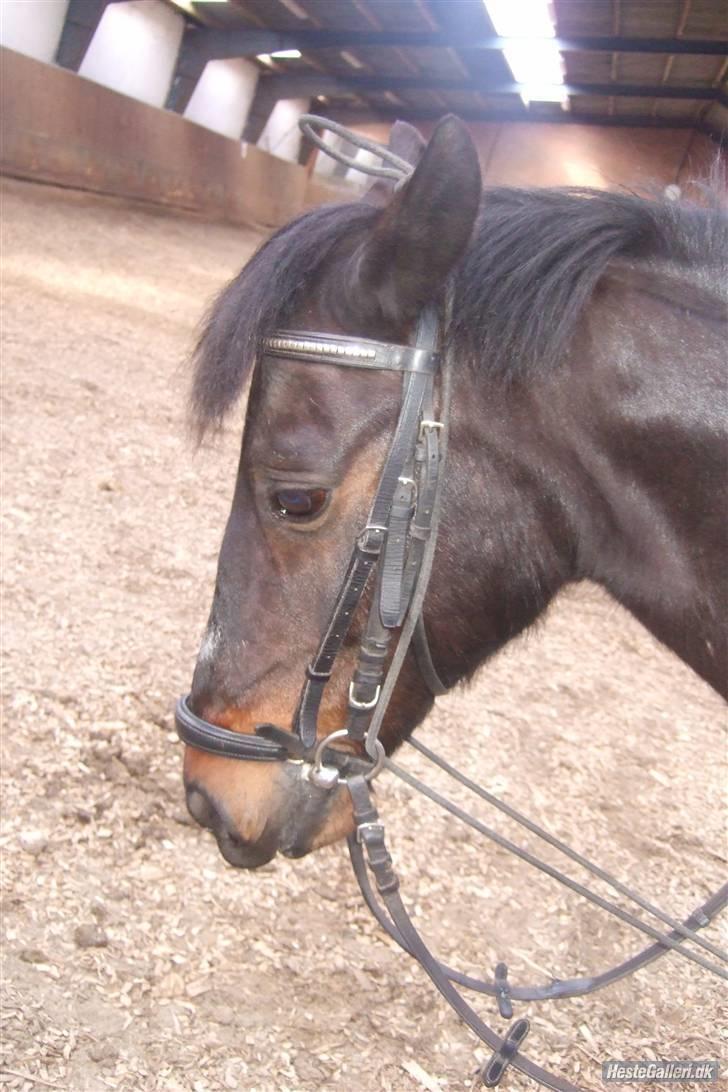 Anden særlig race Kompis  * gammel part* - nr.4 billede 4