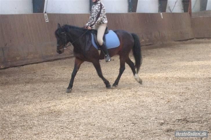 Anden særlig race Kompis  * gammel part* - nr.5 billede 5