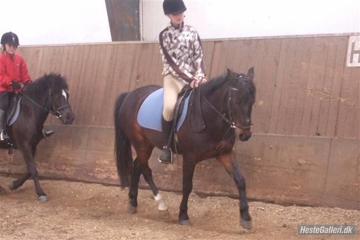 Anden særlig race Kompis  * gammel part* - nr7 billede 7