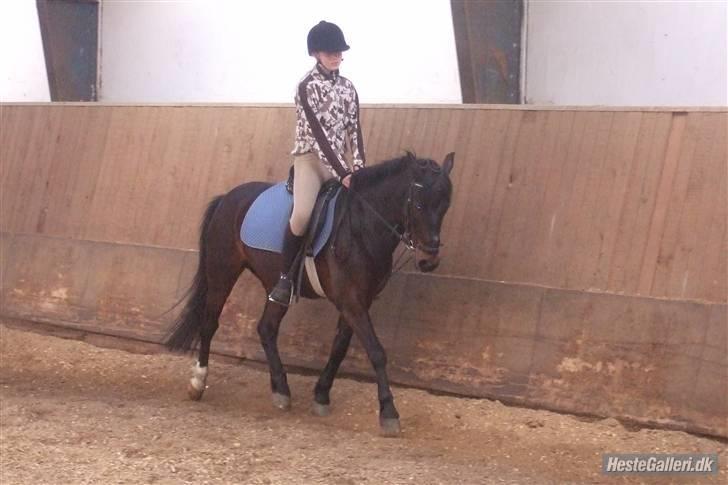 Anden særlig race Kompis  * gammel part* - nr8 billede 8