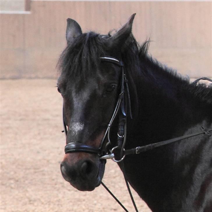 Anden særlig race Kompis  * gammel part* - nr.10 billede 10