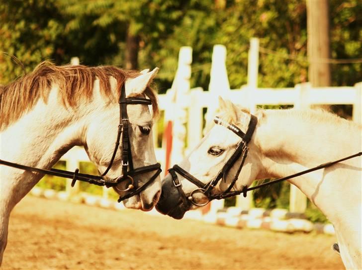 Anden særlig race Roxy by PM *solgt* - Roxy hilser på vores anden pony Pil billede 3