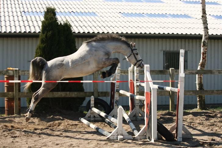 Anden særlig race Roxy by PM *solgt* - Springe kan han også billede 9