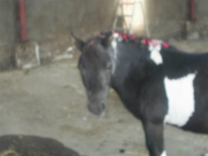 Shetlænder Mimmi - hygge dag med Mimmi, Mimmi har rosen knopper:) <3<3 billede 15