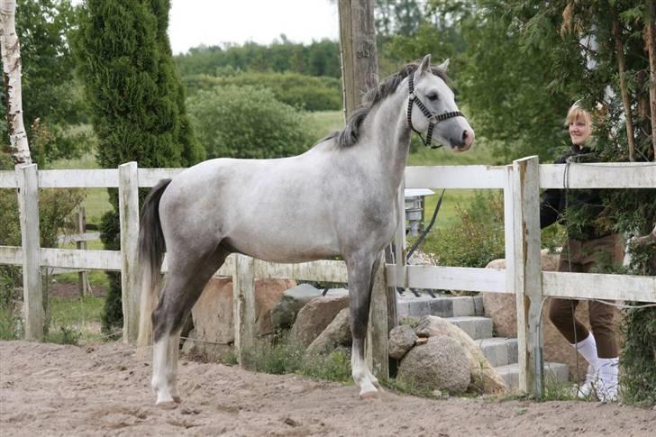 Anden særlig race Roxy by PM *solgt* billede 11