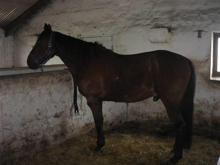 Traver Rapid (solgt) - her er han så i fuld figur.  billede 6