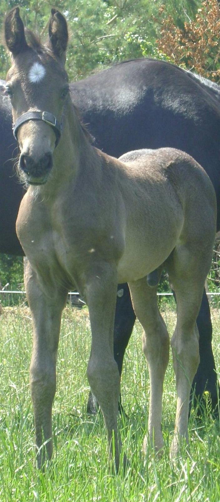 Barockpinto ålykken L'êtoile Blanche billede 12