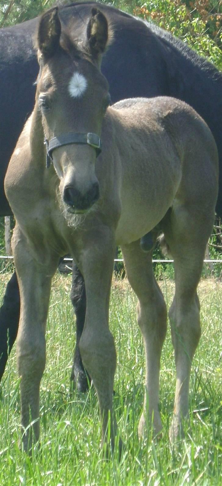 Barockpinto ålykken L'êtoile Blanche billede 13