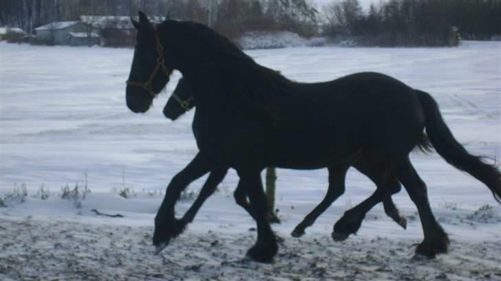 Barockpinto ålykken L'êtoile Blanche billede 17