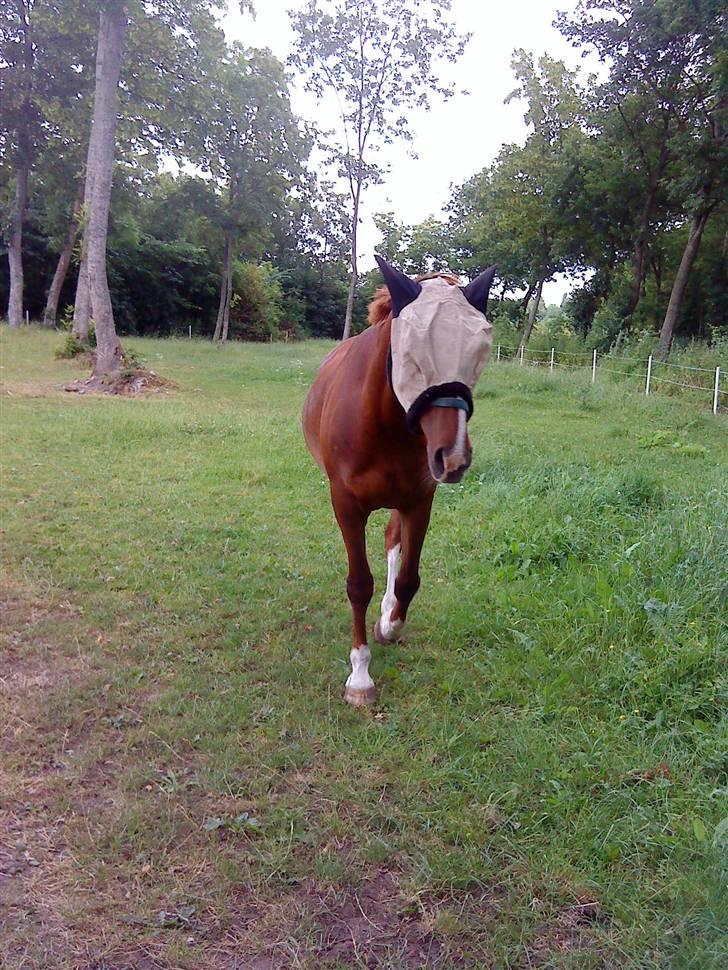 Oldenborg Winnie billede 5