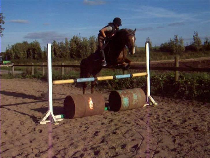 Hollandsk Sportspony Luna Stauslykke - fra sommeren 08, (Luna er gammel spring pony) billede 19