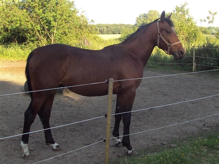 Anden særlig race m kaka (solgt) billede 1