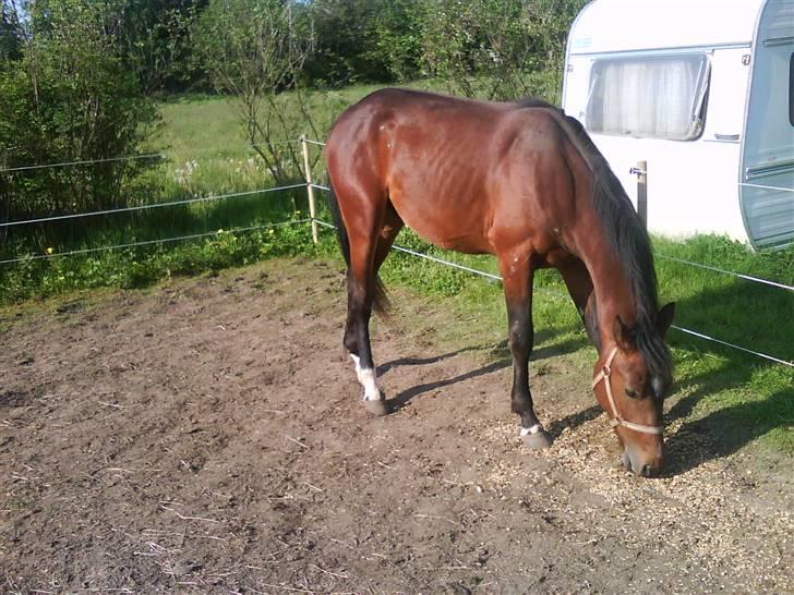 Anden særlig race m kaka (solgt) billede 2