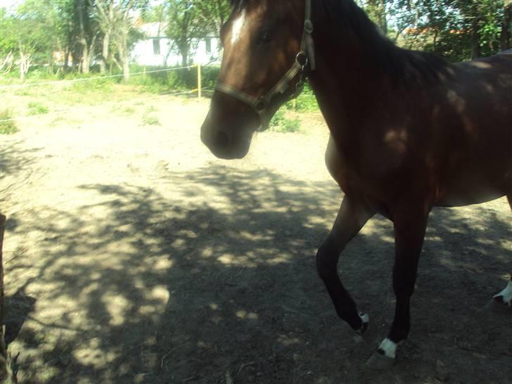 Anden særlig race m kaka (solgt) billede 3