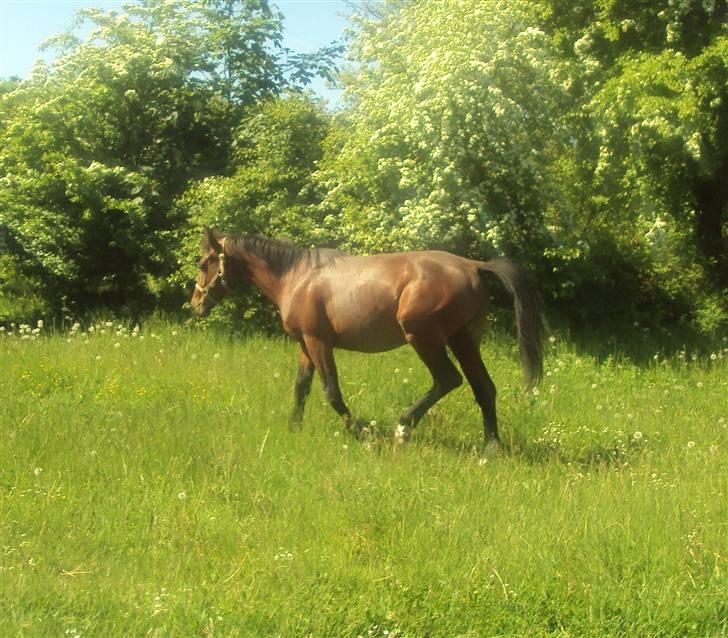 Anden særlig race m kaka (solgt) billede 4