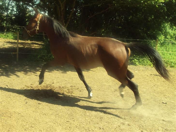 Anden særlig race m kaka (solgt) billede 5