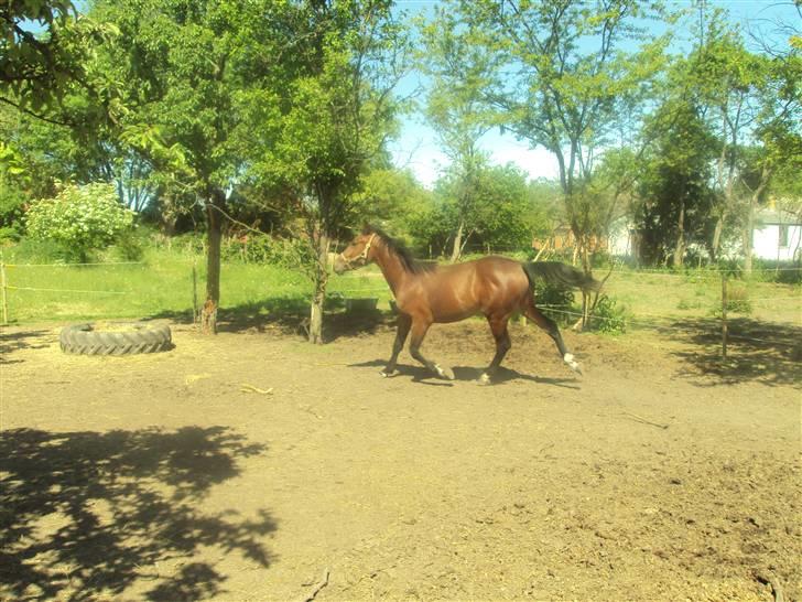 Anden særlig race m kaka (solgt) billede 6