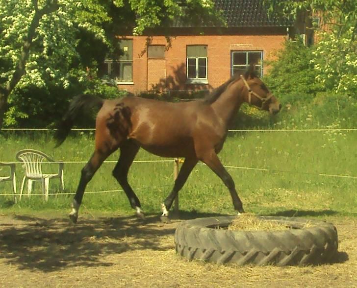 Anden særlig race m kaka (solgt) billede 7