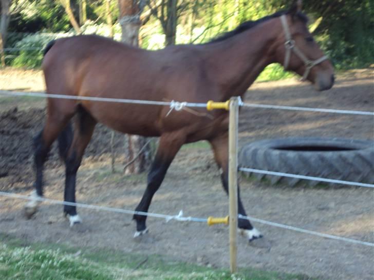Anden særlig race m kaka (solgt) billede 8