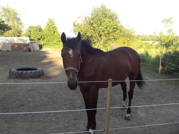 Anden særlig race m kaka (solgt) billede 10