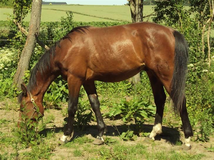 Anden særlig race m kaka (solgt) billede 11