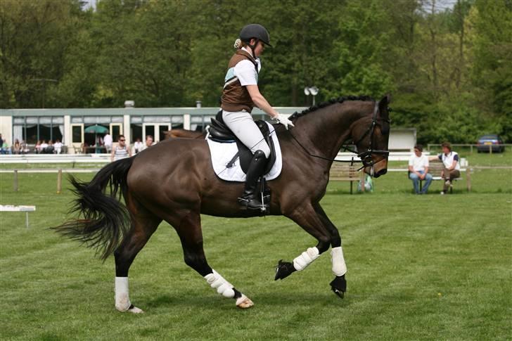 Hollandsk Varmblod Cs Amaretto  billede 2