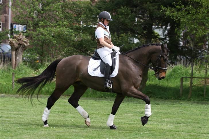 Hollandsk Varmblod Cs Amaretto  billede 3