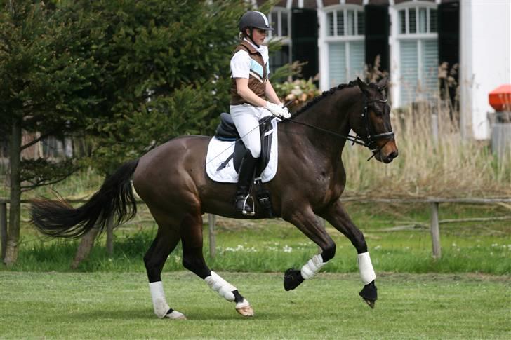 Hollandsk Varmblod Cs Amaretto  billede 4