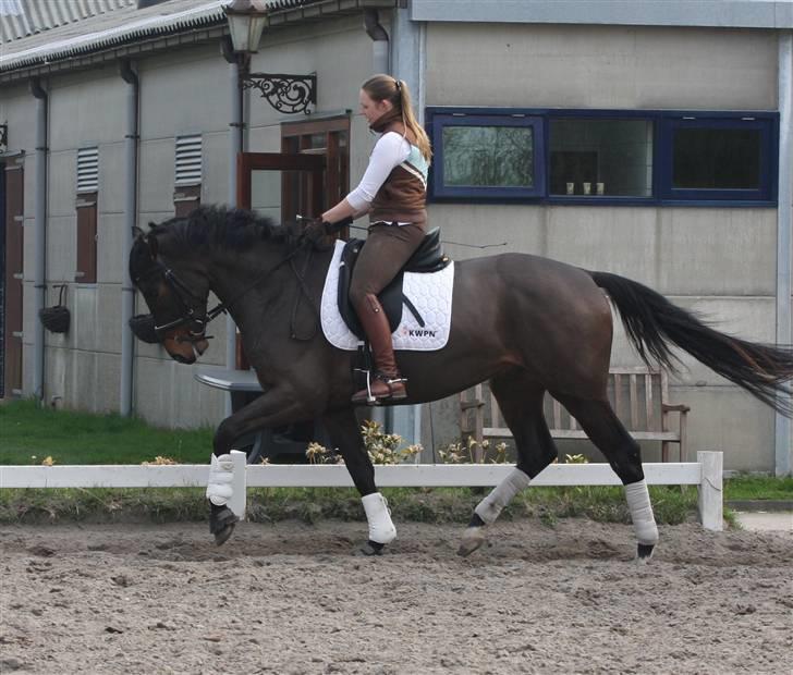 Hollandsk Varmblod Cs Amaretto  billede 6