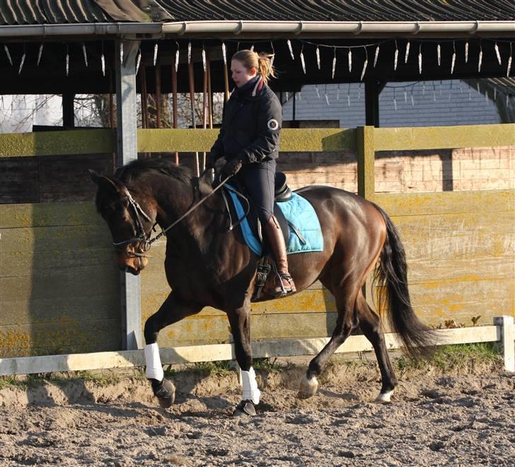 Hollandsk Varmblod Cs Amaretto  billede 8