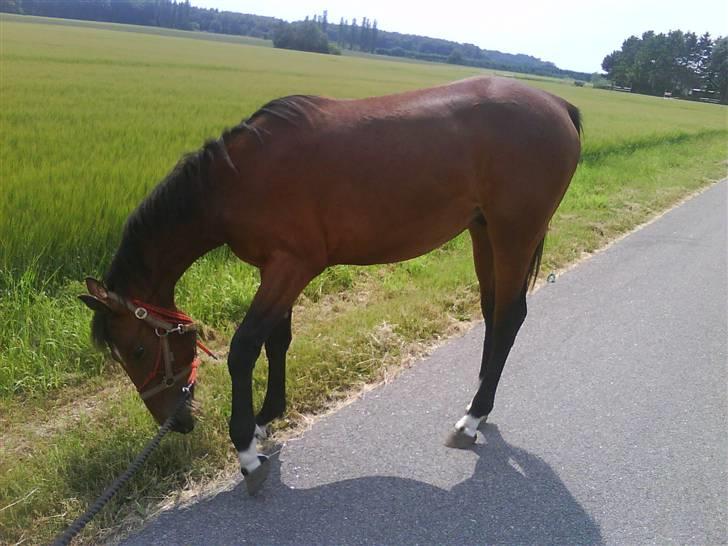 Anden særlig race m kaka (solgt) billede 12
