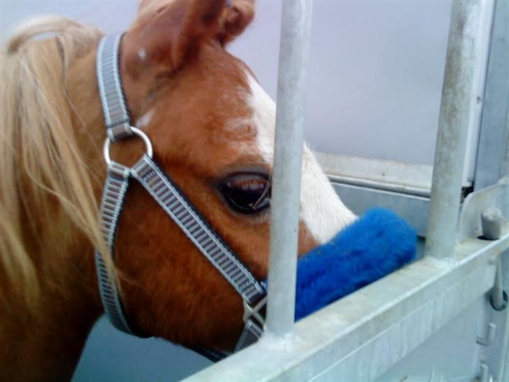 Welsh Mountain (sec A) Bubbly Snowflake  billede 18