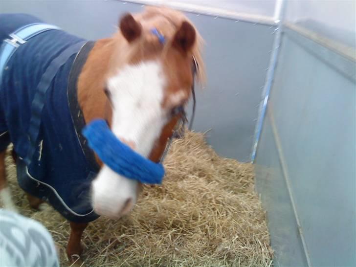 Welsh Mountain (sec A) Bubbly Snowflake  billede 19