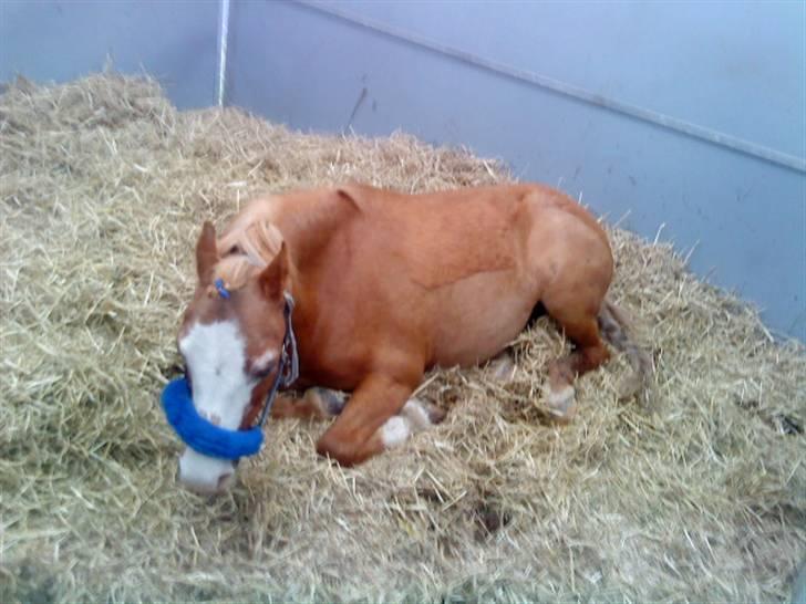 Welsh Mountain (sec A) Bubbly Snowflake  billede 20