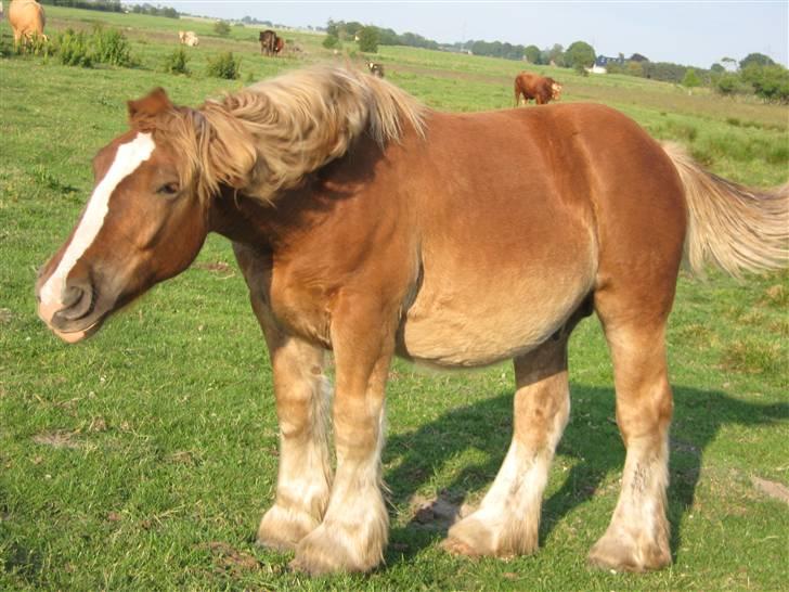 Jyde Rasmus - : foto miig billede 19