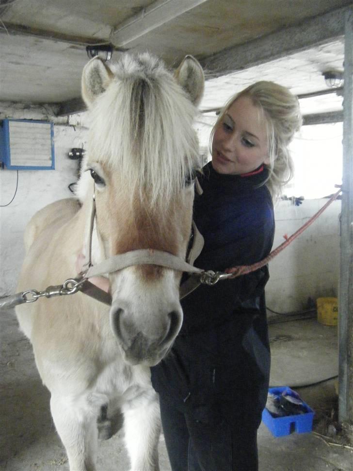 Fjordhest Fie <3  - velkommen til fie´s lille profil  billede 1