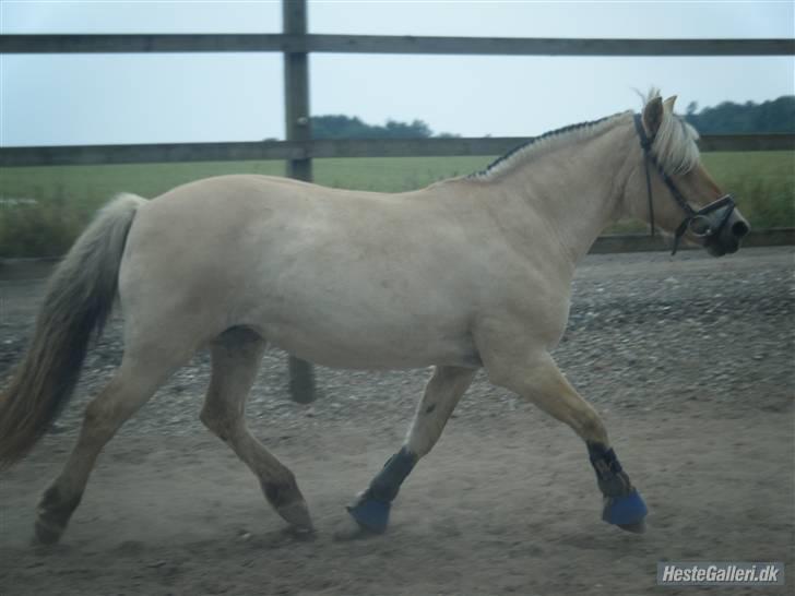 Fjordhest Fie <3  - hey smukke (;  billede 2