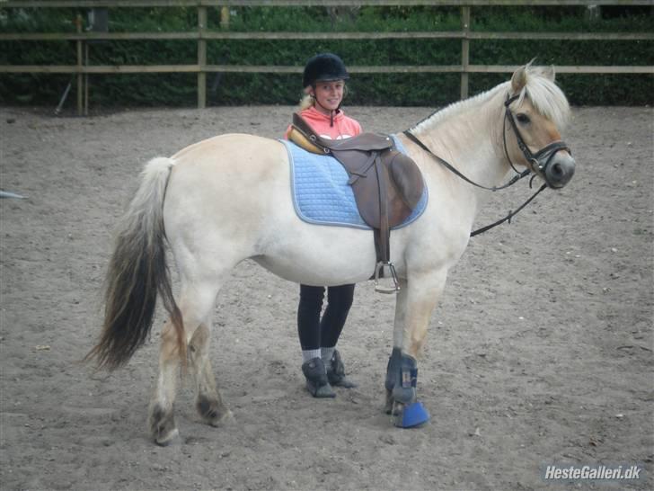 Fjordhest Fie <3  - jeg ser faktisk slet ikke så stor ud til dig fra jorden ..  billede 4