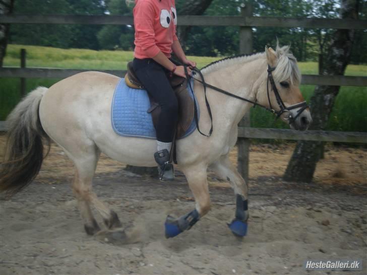 Fjordhest Fie <3  billede 5