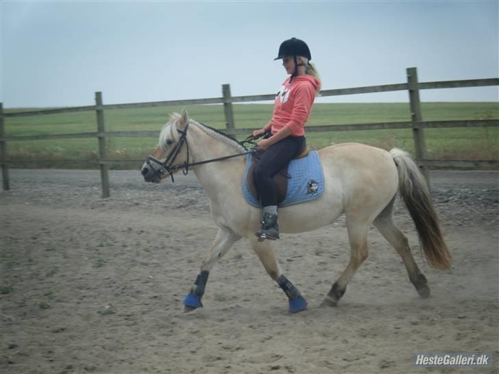 Fjordhest Fie <3  - os ;* billede 6