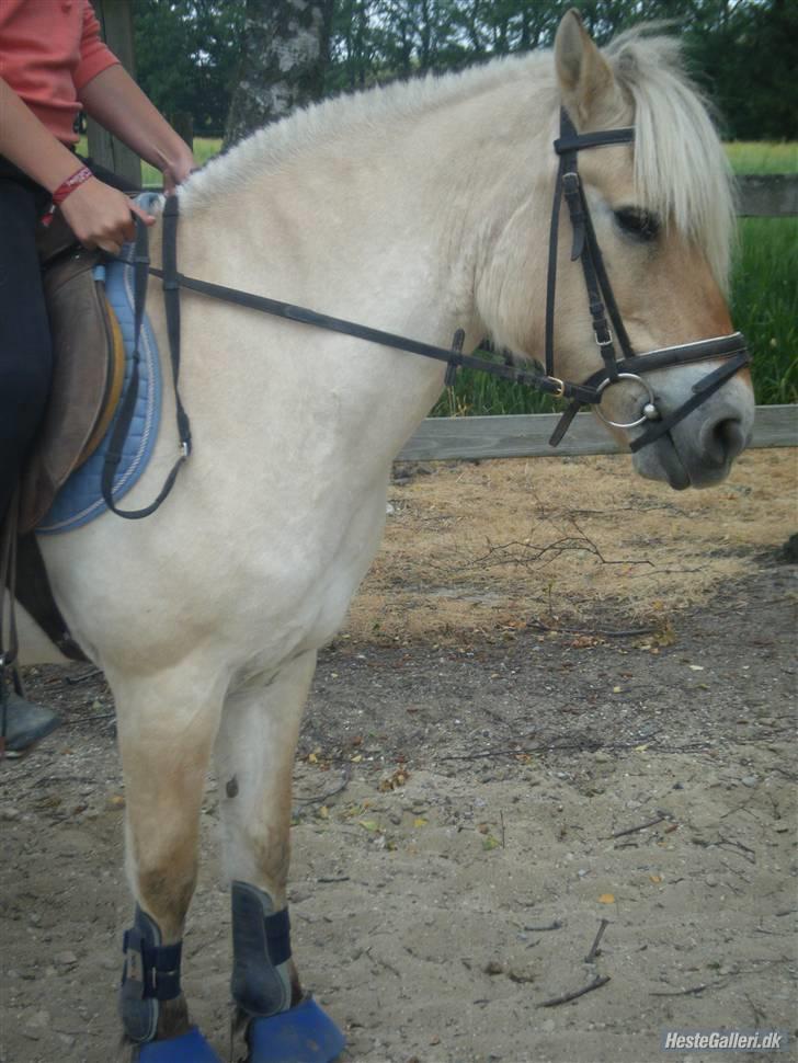 Fjordhest Fie <3  - fie i;  billede 7