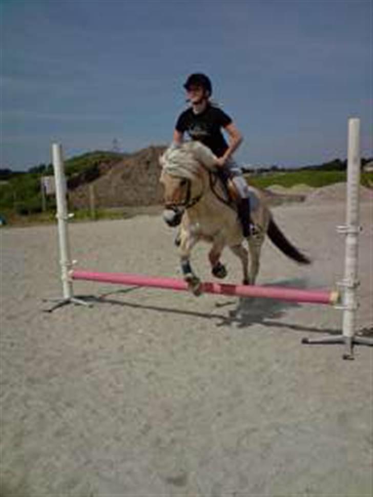 Fjordhest Fie <3  - og træner ... billede 9