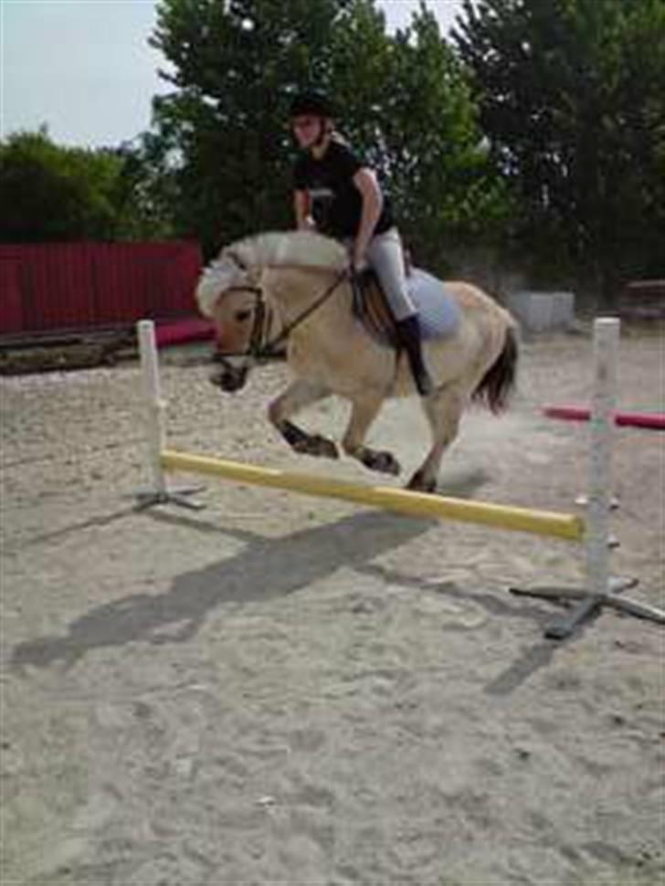 Fjordhest Fie <3  - og så træner vi lidt mere! - det skal nok blive godt en dag..  billede 10