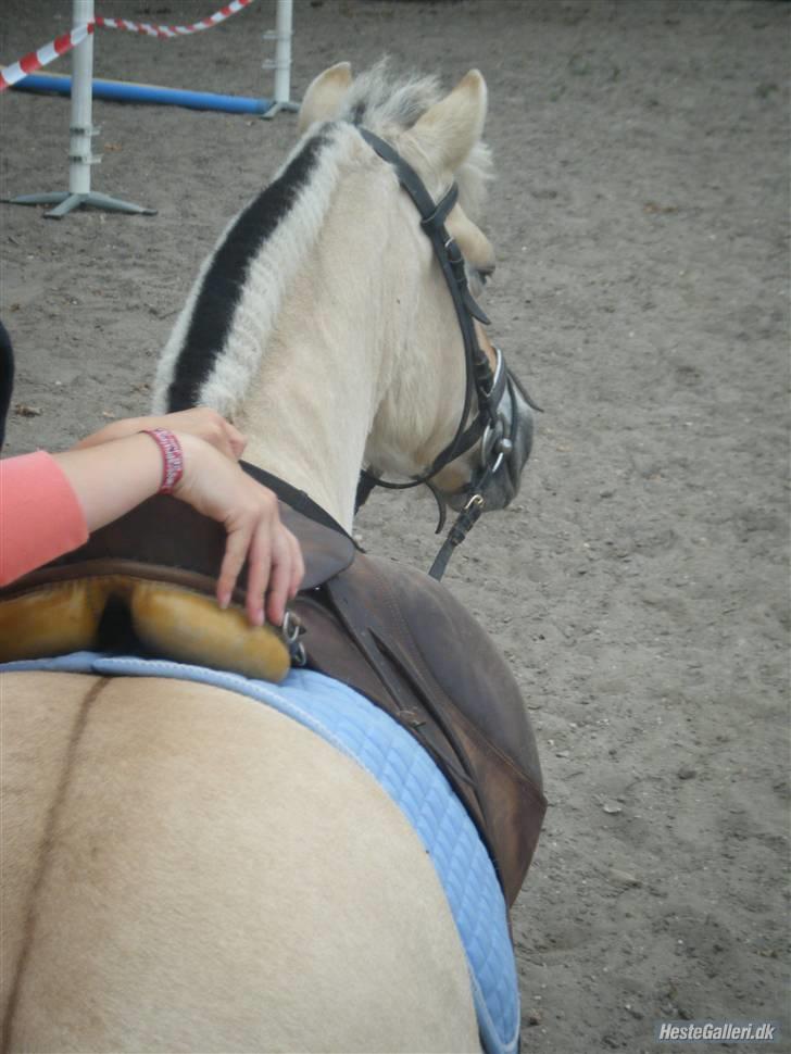 Fjordhest Fie <3  billede 11