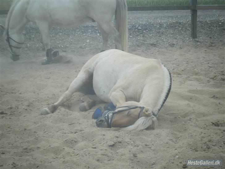 Fjordhest Fie <3  billede 12