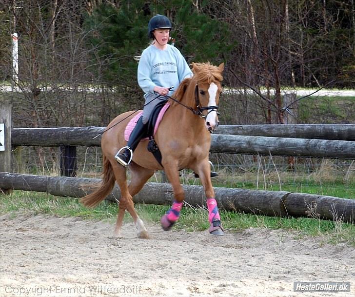 DSP Lindholms Gutchi - Galop billede 20