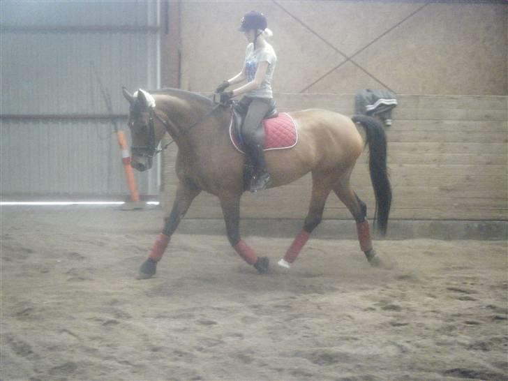 Dansk Varmblod Limona billede 18